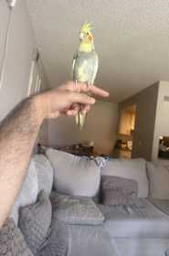 Lost Cockatiel