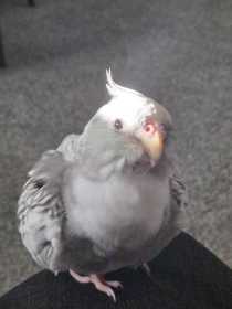 Lost Cockatiel