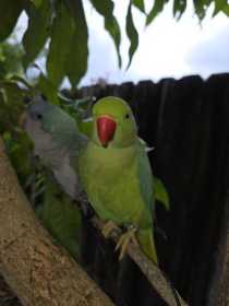 Lost Indian Ringneck Parakeet