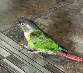 Lost Conure