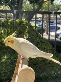 Lost Cockatiel