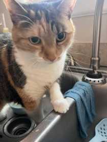 Lost Cat