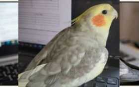 Lost Cockatiel