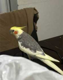 Lost Cockatiel