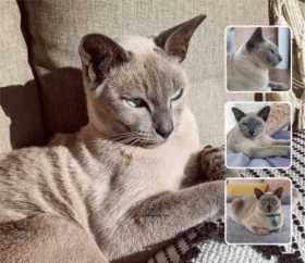 Lost Cat