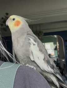 Lost Cockatiel