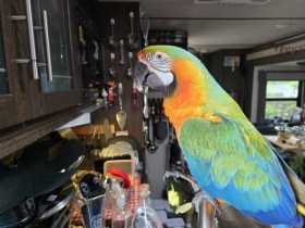 Lost Macaw