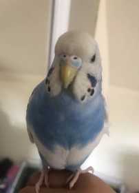 Lost Parakeet