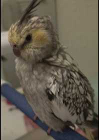 Lost Cockatiel