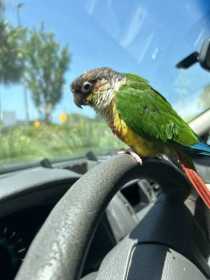 Lost Conure