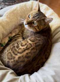 Lost Cat