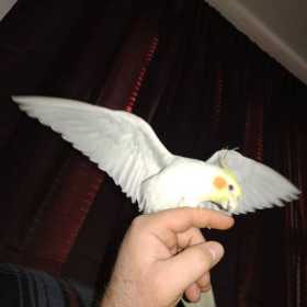 Lost Cockatiel