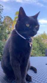 Lost Cat