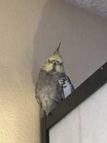 Lost Cockatiel
