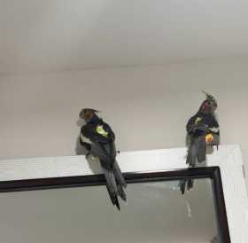 Lost Cockatiel