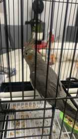 Lost Cockatiel