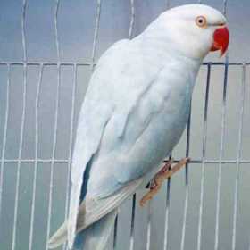 Lost Indian Ringneck Parakeet