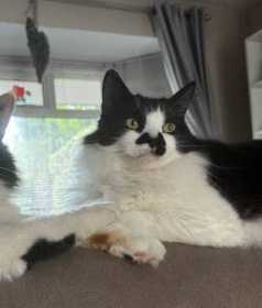 Lost Cat