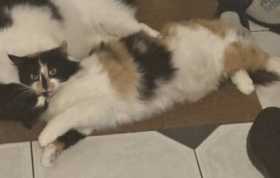 Lost Cat
