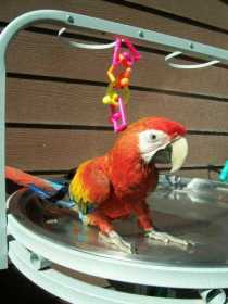 Stolen Macaw