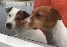 Stolen Dog