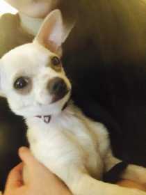 Stolen Dog