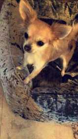 Stolen Dog