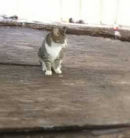 Stolen Cat