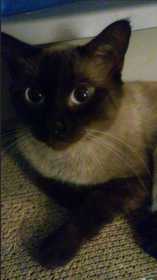 Stolen Cat