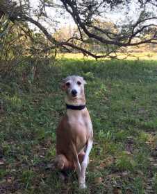 Stolen Dog