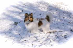 Stolen Dog