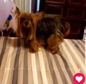 Stolen Dog