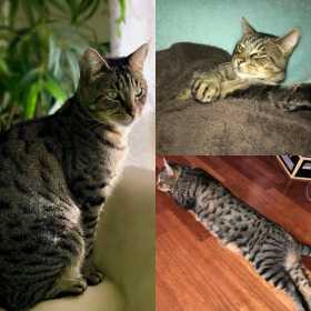Stolen Cat