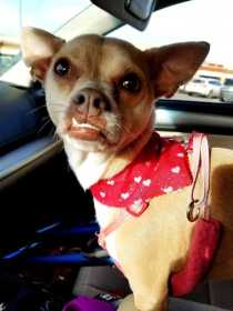 Stolen Dog