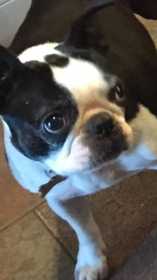 Stolen Dog