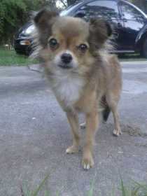 Stolen Dog