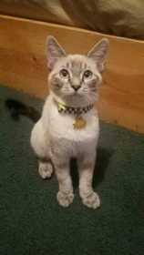 Stolen Cat