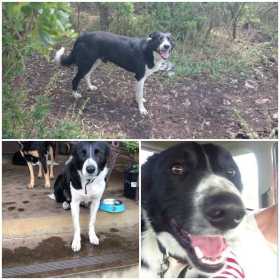 Stolen Dog