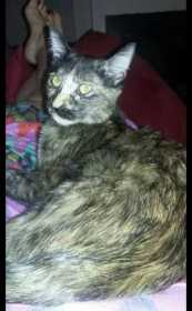 Stolen Cat