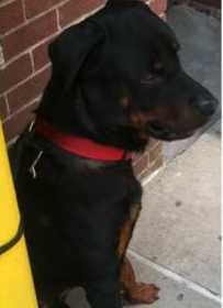 Stolen Dog