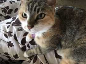 Stolen Cat