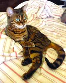 Stolen Cat