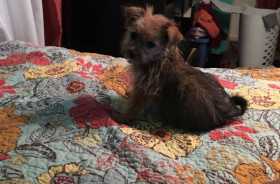 Stolen Dog