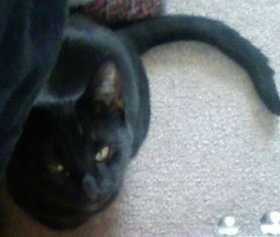 Stolen Cat
