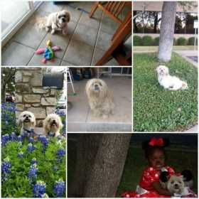 Stolen Dog