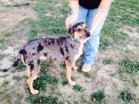 Stolen Dog