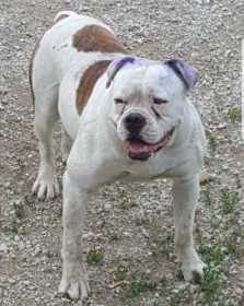 Stolen Dog