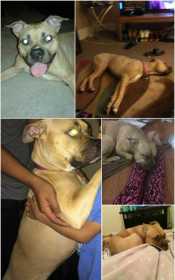 Stolen Dog