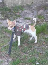 Stolen Dog