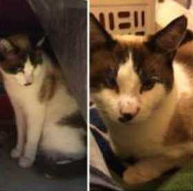 Stolen Cat
